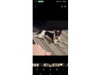 Adopt Luna a Black - with Tan, Yellow or Fawn Rat Terrier / Mixed dog in
