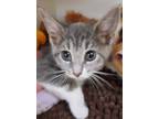 Adopt Carpenter a Gray or Blue Domestic Shorthair / Mixed Breed (Medium) / Mixed