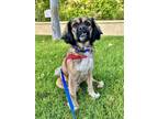 Adopt Cody a Brown/Chocolate - with Black Cocker Spaniel / Pekingese / Mixed dog