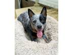 Adopt Bodie a Gray/Blue/Silver/Salt & Pepper Australian Cattle Dog / Mixed dog