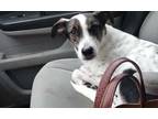 Adopt Forest a White - with Black Whippet / Spaniel (Unknown Type) / Mixed dog