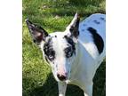 Adopt BLUE EYED LOLA a White - with Black Australian Shepherd / Mixed dog in