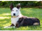 Adopt PRANCY a Brown/Chocolate - with White Border Collie / Australian Cattle