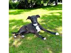 Adopt PUPPY DASH a Black Labrador Retriever / Mixed dog in Sussex, NJ (41491746)
