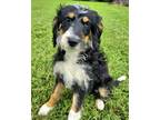 Adopt PUPPY ANDY a Australian Shepherd / Poodle (Miniature) / Mixed dog in