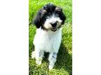 Adopt PUPPY LOTTIE DOODLE a White - with Black Australian Shepherd / Poodle