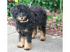 Adopt PUPPY EVIE DOODLE a Black - with Brown, Red, Golden