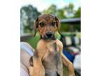 Adopt Brie a Tan/Yellow/Fawn - with Black Shepherd (Unknown Type) / Beagle /