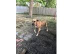 Adopt Indy a Tan/Yellow/Fawn Great Dane / Mixed dog in Greenville, TX (41552576)