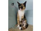 Adopt Rosa a Calico or Dilute Calico Domestic Shorthair / Mixed (short coat) cat