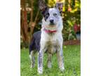 Adopt GORDY a Border Collie / Mixed dog in Franklin, TN (41523582)