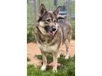 Adopt SUGAR BABE - FOSTER NEEDED a Norwegian Elkhound / Husky / Mixed dog in