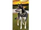 Adopt SOPHIE - FOSTER NEEDED a Husky / Mixed dog in Franklin, TN (41529256)