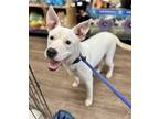 Adopt ICEMAN a White Dogo Argentino / Shepherd (Unknown Type) / Mixed dog in
