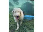 Adopt Helen Alderson Waller a White Old English Sheepdog dog in Twin Falls