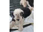 Adopt Jenny Alderson Waller a White Old English Sheepdog dog in Twin Falls