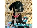 Adopt Whistler Train a Black American Pit Bull Terrier dog in Twin Falls