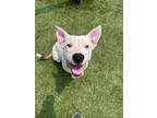 Adopt Cali Sushi Roll a White American Pit Bull Terrier dog in Twin Falls