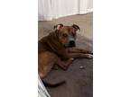 Adopt Donny a Tan/Yellow/Fawn - with White Staffordshire Bull Terrier / Mixed