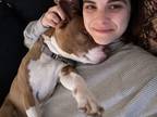 Adopt Chelsea a Tricolor (Tan/Brown & Black & White) American Pit Bull Terrier /