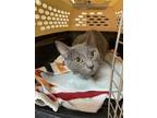 Adopt Mary Ellen a Gray or Blue Domestic Shorthair / Mixed (short coat) cat in
