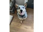 Adopt Roxie a Gray/Blue/Silver/Salt & Pepper Australian Cattle Dog / Mixed dog