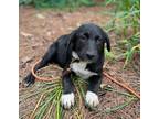 Adopt Pulley Green in CT a Black - with White Flat-Coated Retriever / Labrador