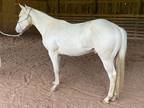 2022 Cremello Stud Colt