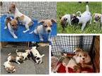 Adopt PATTY/EMERALD/IRISH/CLOVER a White - with Tan, Yellow or Fawn Jack Russell