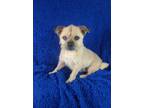 Adopt Jim (Rehoming Fee $200) a Tan/Yellow/Fawn - with White Pug / Mixed dog in