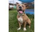 Adopt Breakfast Pizza a American Pit Bull Terrier / Mixed dog in Richmond