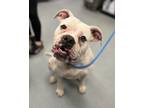 Adopt At Your Service a Boxer / Mixed dog in Richmond, VA (41552532)
