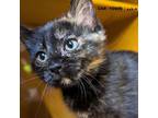 Adopt Sriracha a Domestic Shorthair / Mixed cat in Lexington, KY (41552525)