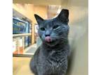 Adopt Stetson a Gray or Blue Domestic Shorthair / Mixed (short coat) cat in