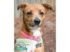 Adopt Xandi a Terrier (Unknown Type, Medium) / Miniature Pinscher / Mixed dog in