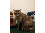 Adopt Daisy Mae a Brown Tabby Domestic Shorthair / Mixed (short coat) cat in