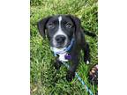 Adopt Kyrou a Black - with White Border Collie / Mixed dog in St Louis