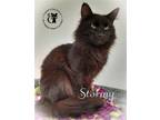 Adopt Stormy a All Black Domestic Longhair / Mixed (long coat) cat in Gonic
