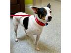 Adopt Trixie a Jack Russell Terrier / Mixed dog in Columbia, IL (41510313)