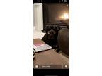 Adopt Roxie a Black - with Tan, Yellow or Fawn Rottweiler / Mixed dog in