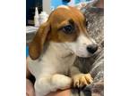 Adopt Mae Mae SS D2024 in KY a Tricolor (Tan/Brown & Black & White) Dachshund /