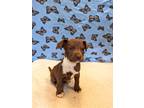 Adopt Rainey a Brown/Chocolate - with White Labrador Retriever / Terrier