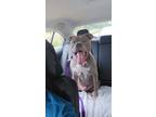 Adopt Dutch a Gray/Blue/Silver/Salt & Pepper American Pit Bull Terrier / Mixed