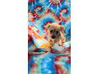 Adopt Astro a Dachshund / Mixed dog in Weston, FL (41510432)