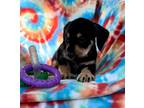 Adopt Elroy a Dachshund / Mixed dog in Weston, FL (41513676)
