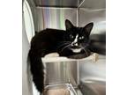 Adopt BABY a Black & White or Tuxedo Domestic Shorthair / Mixed (short coat) cat