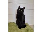 Adopt Wynona a Domestic Shorthair / Mixed (short coat) cat in Providence