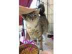 Adopt Lady Elaine a Domestic Mediumhair / Mixed (medium coat) cat in St.