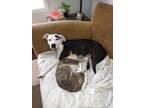 Adopt Nellie a White - with Black American Pit Bull Terrier / Mixed dog in