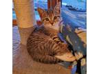 Adopt Kittens! a All Black Domestic Shorthair (short coat) cat in Bridgeport